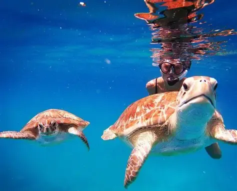 Swim with turtles in Barbados